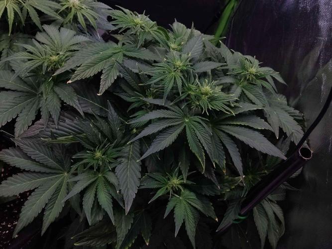 👑🦍Royal Gorilla Auto RQS🦁. Week 5