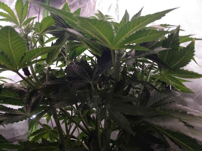 👑🦍Royal Gorilla Auto RQS🦁. Week 5