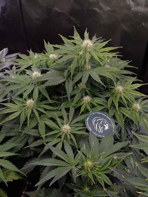 🛸Milky Way F1 RQS🦁. Week 7