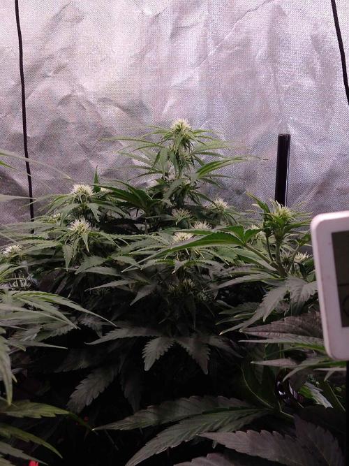 🛸Milky Way F1 RQS🦁. Week 7