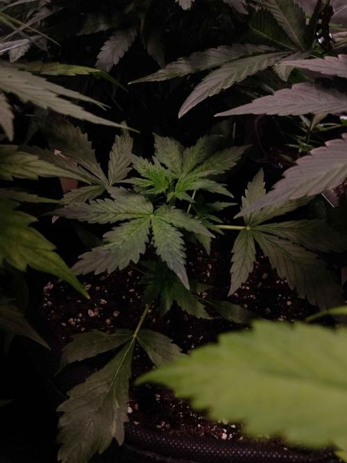 Zamnesia🍯Sticky Broccoli🥦EGC2026. Week 3
