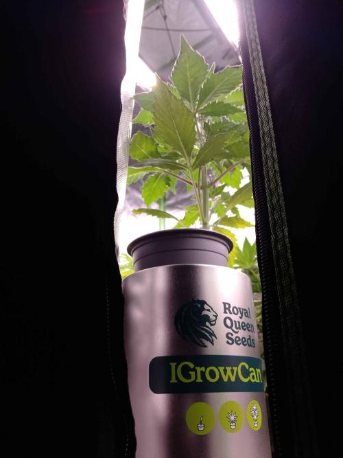 IGrowCan Sherbet Queen Auto RQS. Week 4