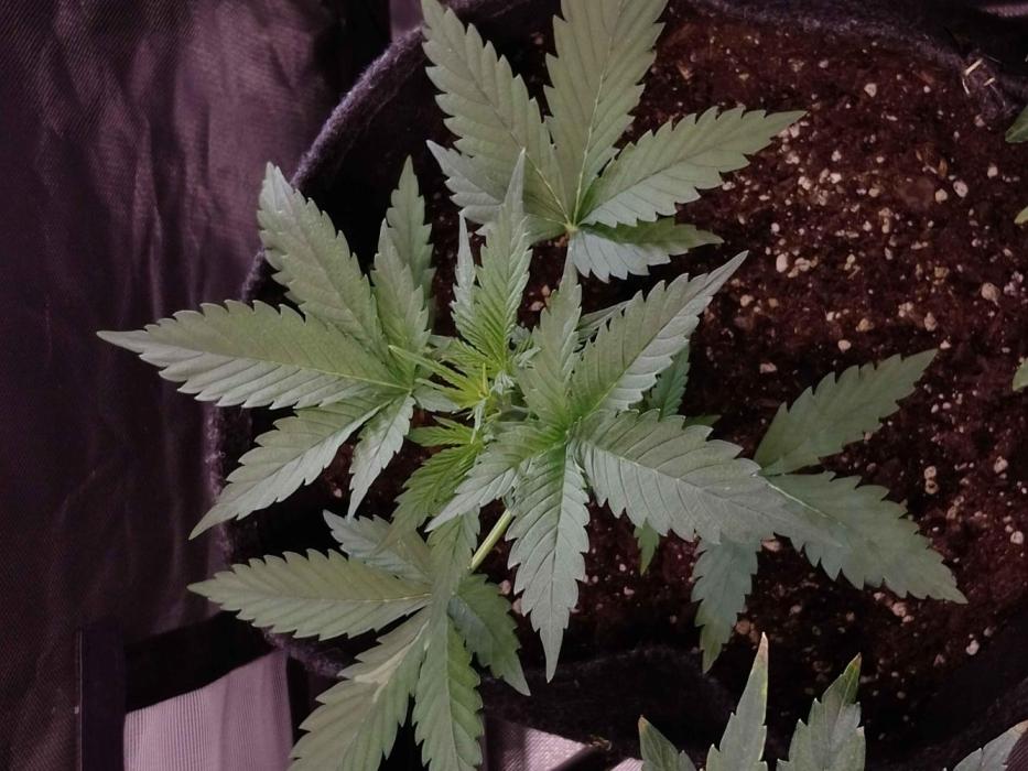 🍦Gelato Auto Zamnesia. Week 3