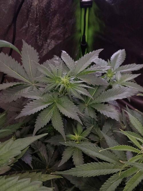 🥦Cime di Rap🥦 Zamnesia. Week 5