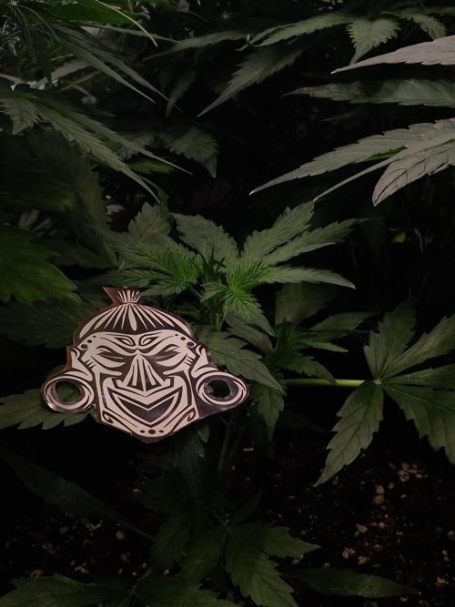 Zamnesia🍯Sticky Broccoli🥦EGC2026. Week 3