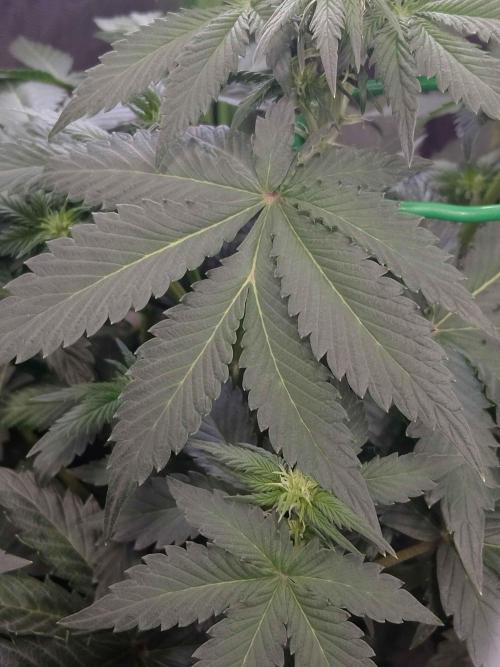 🥦Cime di Rap🥦 Zamnesia. Week 5 - 🐍