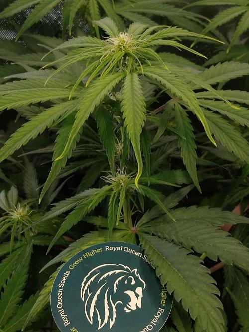 🧠💭Amnesia Haze Auto RQS🦁. Week 6