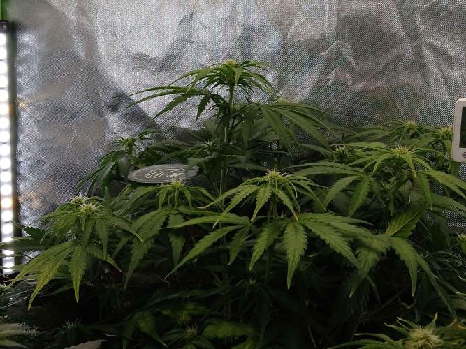 🧠💭Amnesia Haze Auto RQS🦁. Week 6