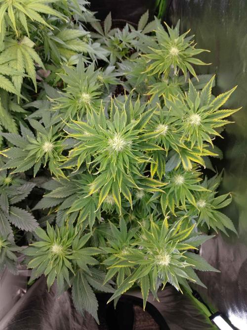 👑🦍Royal Gorilla Auto RQS🦁. Week 6