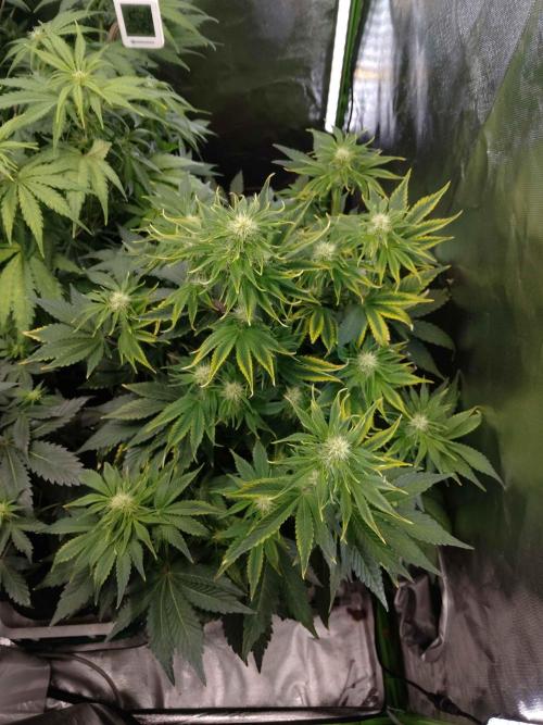 👑🦍Royal Gorilla Auto RQS🦁. Week 6