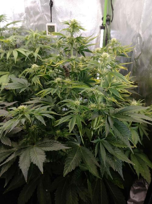 👑🦍Royal Gorilla Auto RQS🦁. Week 6