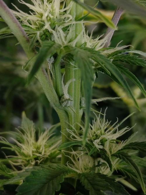 👑🦍Royal Gorilla Auto RQS🦁. Week 6