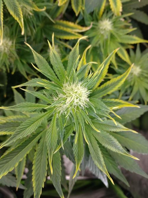 👑🦍Royal Gorilla Auto RQS🦁. Week 6