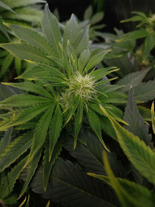 Royal Gorilla Automatic. Week 6