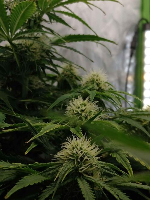 🛸Milky Way F1 RQS🦁. Week 8