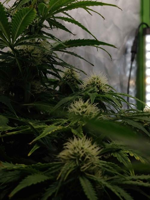 🛸Milky Way F1 RQS🦁. Week 8