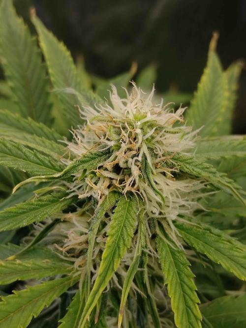 🛸Milky Way F1 RQS🦁. Week 8
