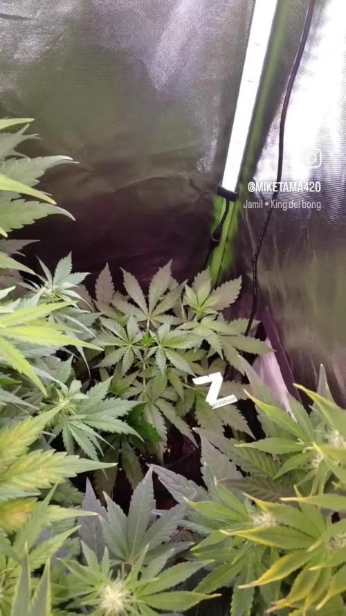 Zamnesia🍯Sticky Broccoli🥦EGC2026