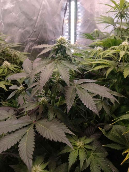 🥦Cime di Rap🥦 Zamnesia. Week 6