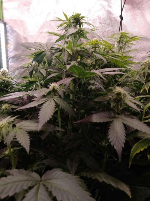 🥦Cime di Rap🥦 Zamnesia. Week 6