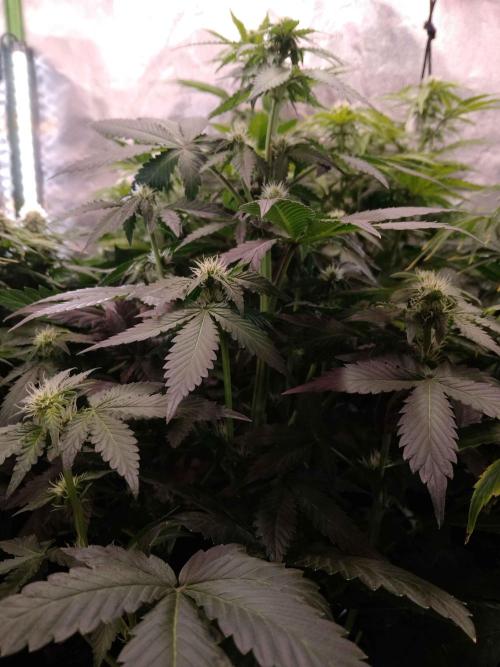 🥦Cime di Rap🥦 Zamnesia. Week 6