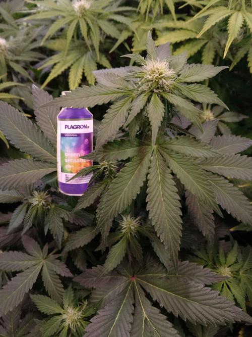 🥦Cime di Rap🥦 Zamnesia. Week 6