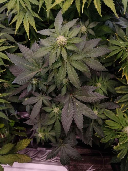 🥦Cime di Rap🥦 Zamnesia. Week 6