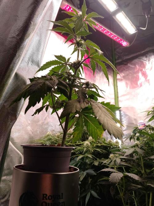 IGrowCan Sherbet Queen Auto RQS. Week 5