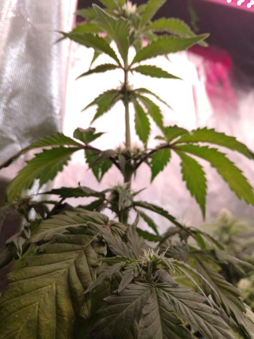 IGrowCan Sherbet Queen Auto RQS. Week 5
