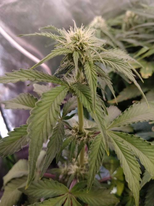 IGrowCan Sherbet Queen Auto RQS. Week 5
