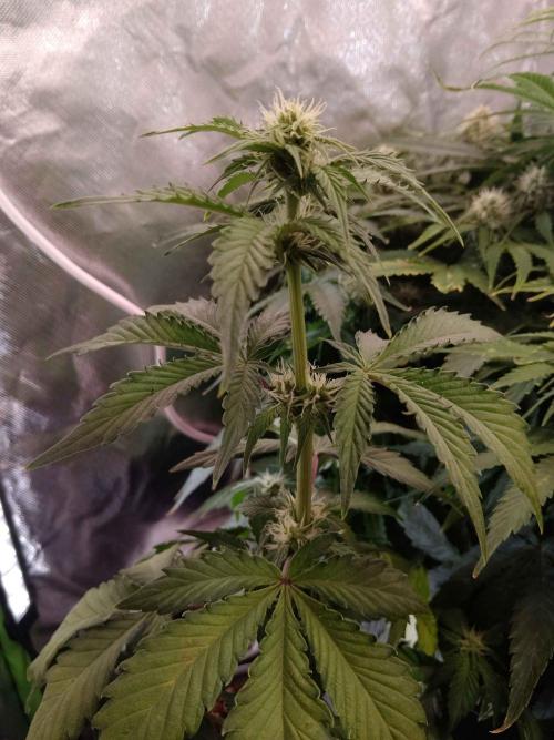 IGrowCan Sherbet Queen Auto RQS. Week 5