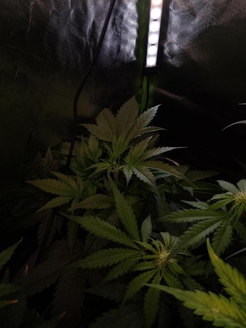 🍦Gelato Auto Zamnesia. Week 4