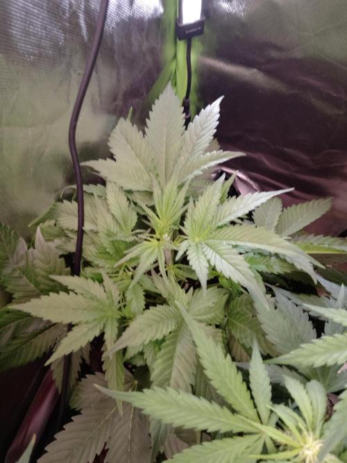 🍦Gelato Auto Zamnesia. Week 4