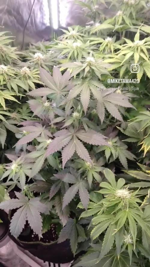 🥦Cime di Rap🥦 Zamnesia