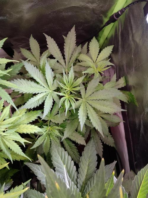 Zamnesia🍯Sticky Broccoli🥦EGC2026. Week 4
