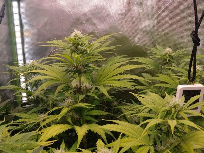 🧠💭Amnesia Haze Auto RQS🦁. Week 7
