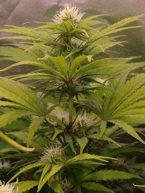 🧠💭Amnesia Haze Auto RQS🦁. Week 7
