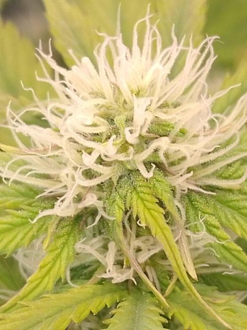 🧠💭Amnesia Haze Auto RQS🦁. Week 7