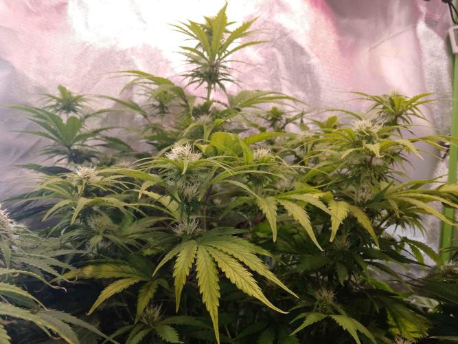 🧠💭Amnesia Haze Auto RQS🦁. Week 7