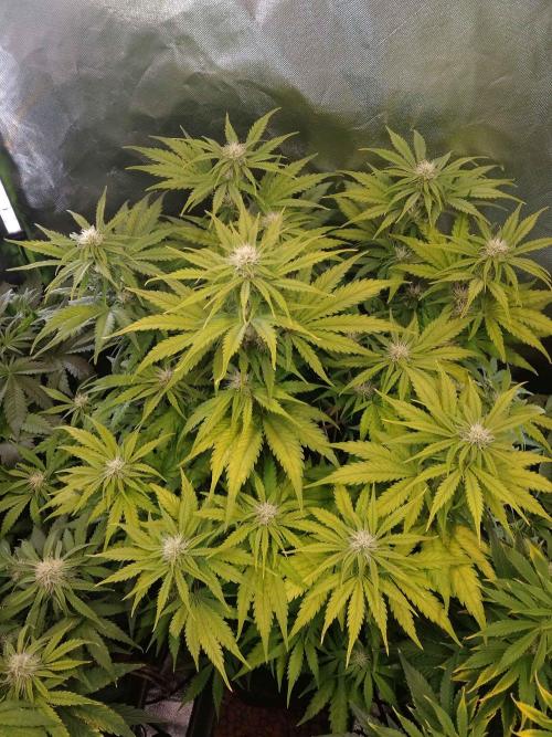 🧠💭Amnesia Haze Auto RQS🦁. Week 7