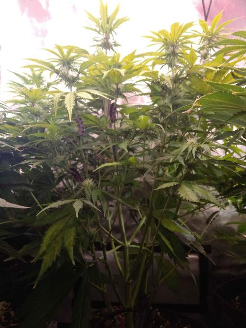 🧠💭Amnesia Haze Auto RQS🦁. Week 7