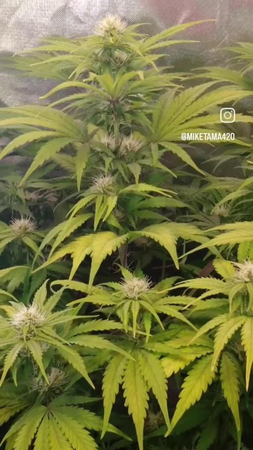 🧠💭Amnesia Haze Auto RQS🦁