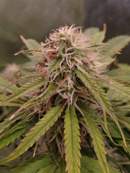 🛸Milky Way F1 RQS🦁. Week 9