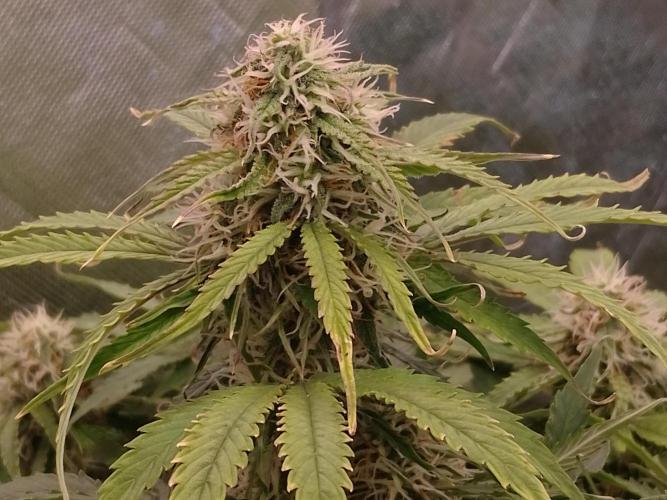 🛸Milky Way F1 RQS🦁. Week 9
