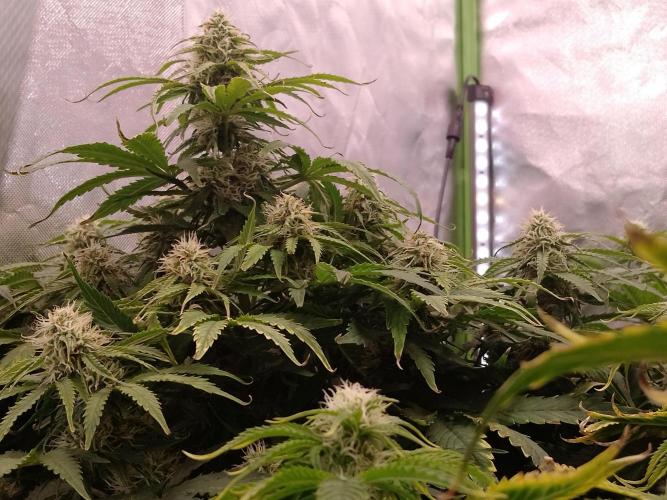 🛸Milky Way F1 RQS🦁. Week 9