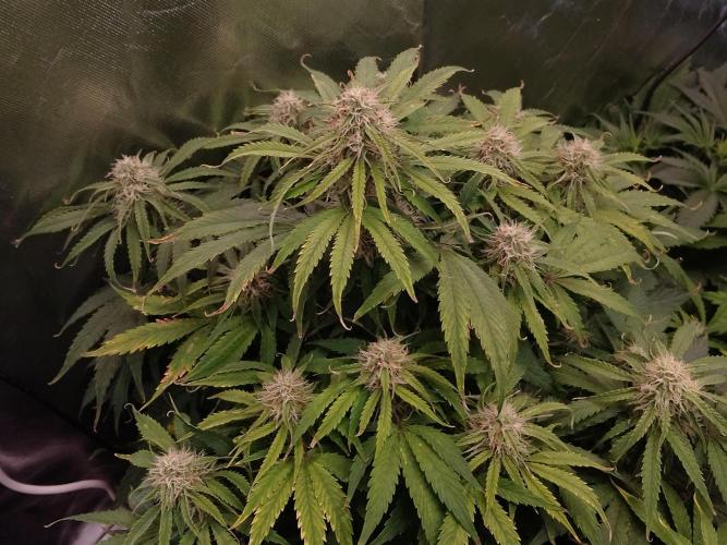 🛸Milky Way F1 RQS🦁. Week 9