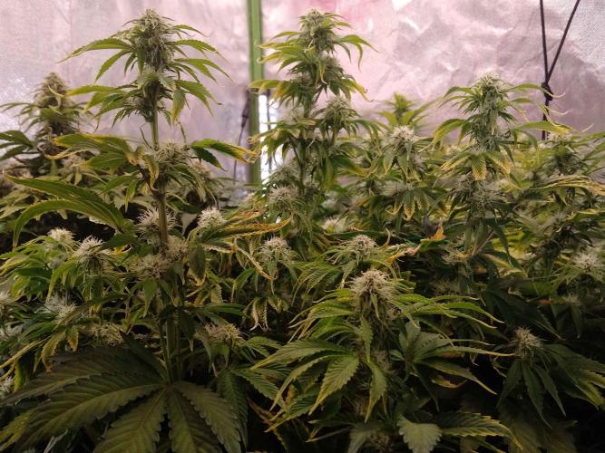 👑🦍Royal Gorilla Auto RQS🦁. Week 7