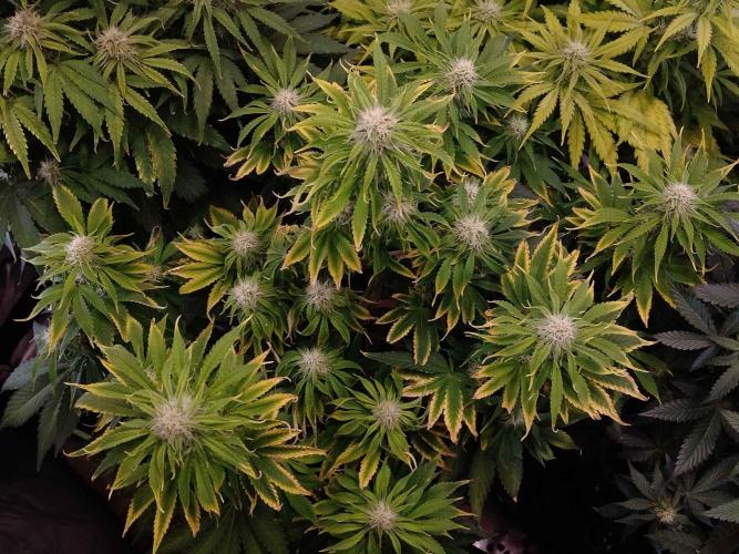👑🦍Royal Gorilla Auto RQS🦁. Week 7