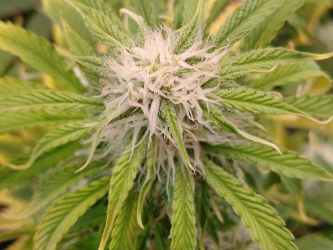 👑🦍Royal Gorilla Auto RQS🦁. Week 7