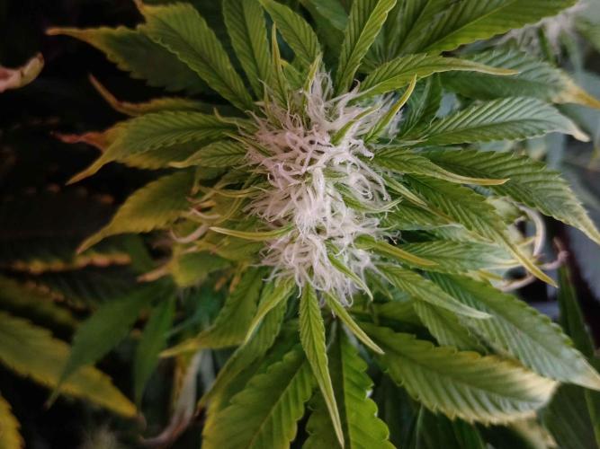 👑🦍Royal Gorilla Auto RQS🦁. Week 7
